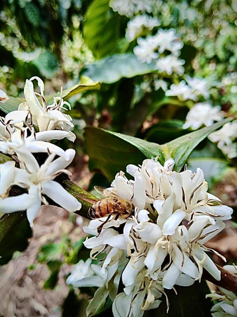 Compromiso ecológico